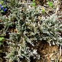 Juniper horizontalis (Juniper horizantalis)