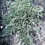 Juniper horizontalis (Juniper horizantalis)
