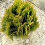 Thuja orientalis nana (Thuja orientalis nana)