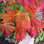 Acer japonicum 'Kujaku nishiki'