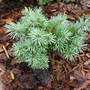 Pseudotsuga menziesii 'Blue Lullaby'