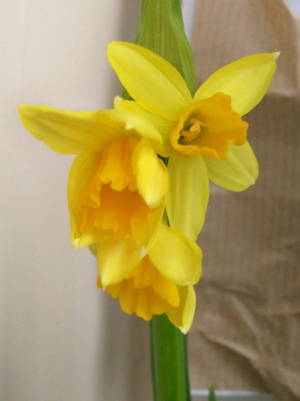 my mothers day pressy (Narcissus)