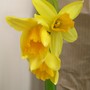 my mothers day pressy (Narcissus)
