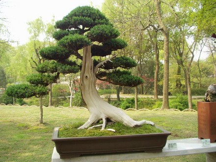 bonsai, taken in hotel garden, China