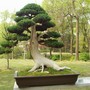 bonsai, taken in hotel garden, China