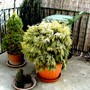 Thuja Golden globe (Thuja occidentalis (White cedar))