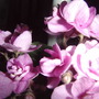 african violet blooms (Saintpaulia ionantha)