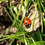 BIG LADY BIRD :D