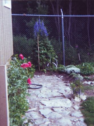 bushland delphiniums (Delphinium elatum)