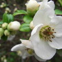 Chaenomeles_speciosa__Nivalis_.jpg (Chaenomeles japonica)