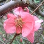 Chaenomeles_x_superba__Pink_Lady_.jpg (Chaenomeles japonica)