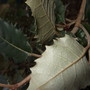 Back of leaf of unknown shrub