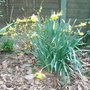 Forsythia 'Gold Tide' (Forsythia 'Gold Tide')