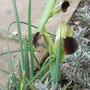Hermodactylus tuberosus (Hermodactylus tuberosus)