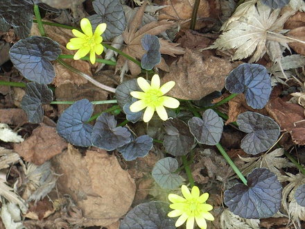 Ranunculus ficaria 'Brazen Hussy' (Ranunculus ficaria 'Brazen Hussy')