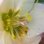 My Niger Hellebores gone a shade of PINK :)