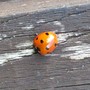 2nd Lady Bird i saw 2day :D