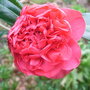 Red_camellia
