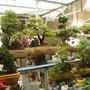 Plant and flower market again