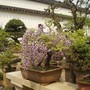wisteria bonsai (and others) Suzhou
