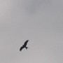 Kite_1