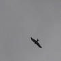 Kite2