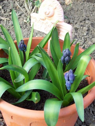 Blue Hyacinths