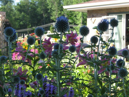 Echinops ritro, liatris, asiatic lilies.