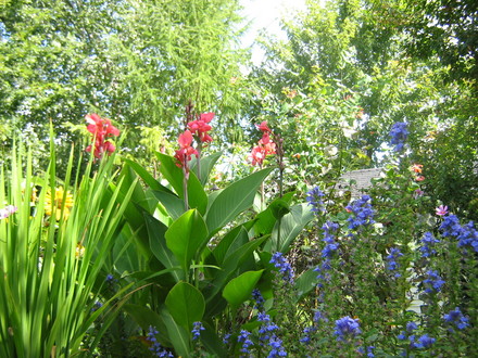 Dwarf Cana, lobelia, Dill, Acidanthera.