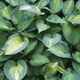 hosta June