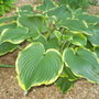hosta Leading Lady
