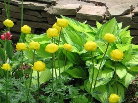 buttercups (Trollius europaeus (Boule dor))