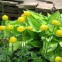 buttercups (Trollius europaeus (Boule dor))