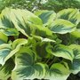 hosta Liberty