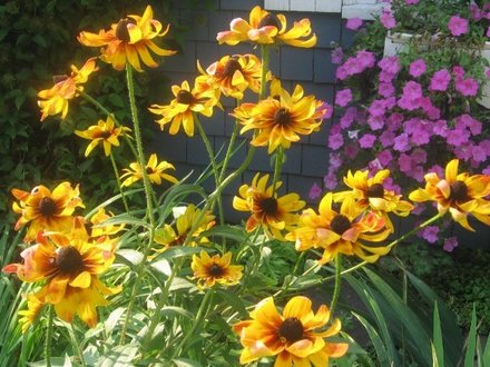 Blackeyed Susan (rudbeckia)
