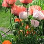 poppies