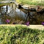 Iris reticulata (Iris reticulata (Iris))