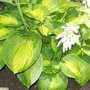 hosta Paradigm