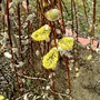 Salyx Caprea (Salix)