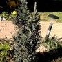 Better photo of ? chamaecyparis lawsoniana. (Chameocyparis lawsonia)