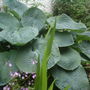 hosta