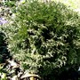 Is it a Thuja O Hetz midget? (Thuja occidentalis (White cedar))