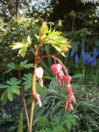 Dicentra (Dicentra spectabilis (Bleeding heart))