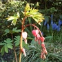 Dicentra spectabilis (Bleeding heart)