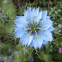 Nigella (Nigella damascena (Love-in-a-mist))