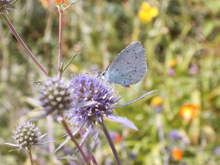 A garden flower photo (Eryngium planum (Sea Holly))