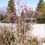 Viburnum x bodnantense (Viburnum x bodnantense (Viburnum))