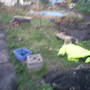 pond area 