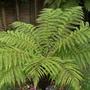 march_017.jpg (Dicksonia antarctica (Soft tree fern))