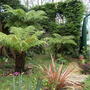 Tree ferns (Dicksonia antarctica (Soft tree fern))